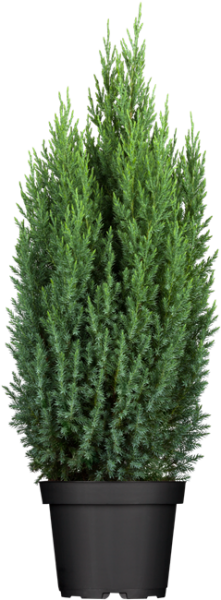 Juniperus chinensis Stricta 5L 40-  50