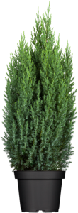 Juniperus chinensis Stricta 5L 40-  50