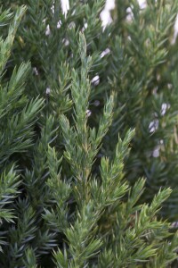 Juniperus chinensis Stricta 5L 40-  50