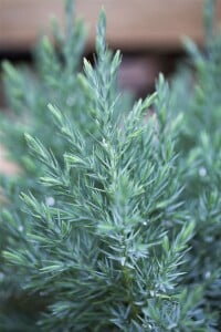 Juniperus chinensis Stricta 5L 40-  50