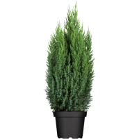 Juniperus chinensis Stricta 5L 40-  50