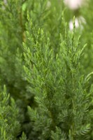 Juniperus chinensis Stricta 5L 40-  50