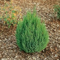 Juniperus chinensis Stricta 5L 40-  50