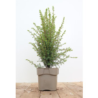 Juniperus communis Arnold 20- 30 cm