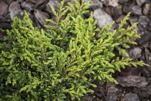Juniperus communis Goldschatz 2 L 20-  25