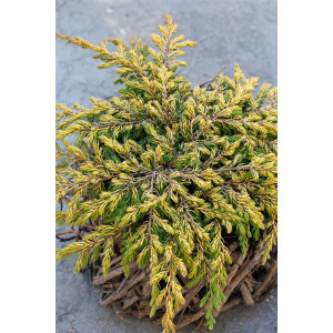 Juniperus communis Goldschatz 2 L 20-  25