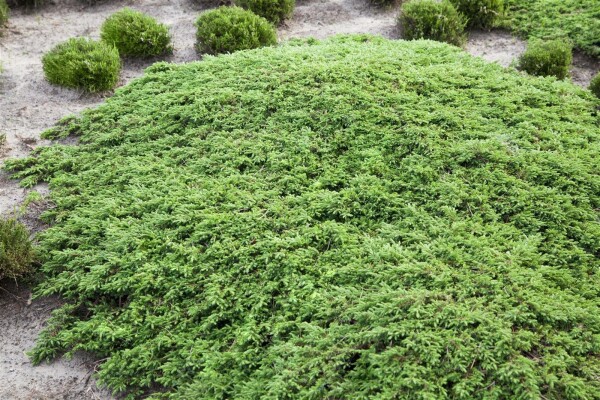 Juniperus communis Green Carpet 20- 30 cm