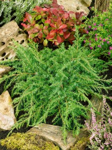 Juniperus communis Green Carpet 20- 30 cm