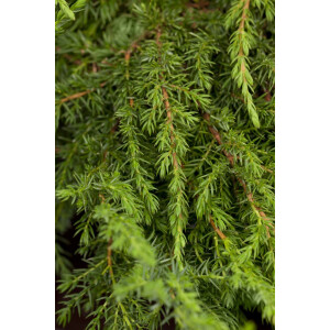Juniperus communis Green Carpet 20- 30 cm
