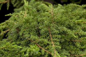 Juniperus communis Green Carpet 20- 30 cm