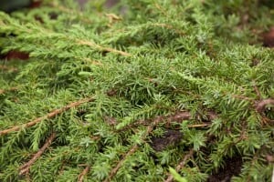 Juniperus communis Green Carpet 20- 30 cm