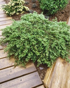 Juniperus communis Green Carpet 20- 30 cm