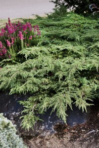 Juniperus communis Green Carpet 20- 30 cm