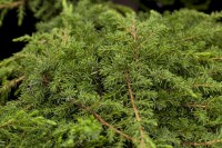 Juniperus communis Green Carpet 20- 30 cm