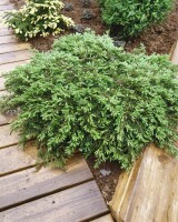 Juniperus communis Green Carpet 20- 30 cm