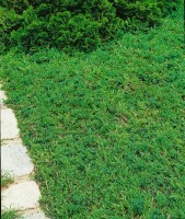 Juniperus communis Green Carpet 20- 30 cm