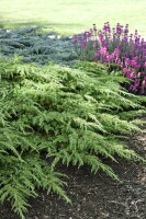 Juniperus communis Green Carpet 20- 30 cm