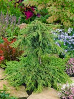 Juniperus communis Green Carpet 20- 30 cm