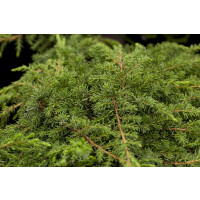 Juniperus communis Green Carpet 2L 20-  30