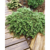 Juniperus communis Green Carpet 2L 20-  30