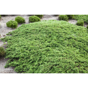 Juniperus communis Green Carpet 30- 40 cm