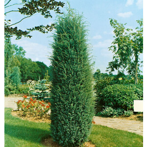 Juniperus communis Hibernica 15L 100- 125