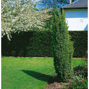 Juniperus communis Hibernica 15L 100- 125