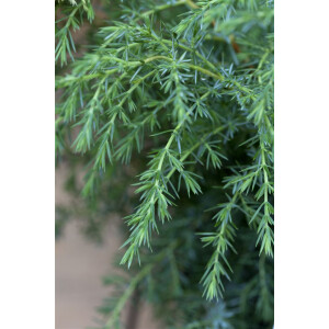 Juniperus communis Hibernica 3L 40-  60