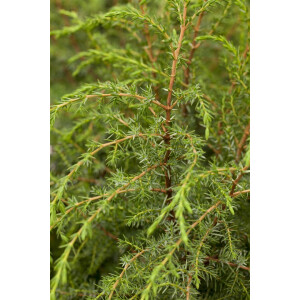 Juniperus communis Hibernica 60- 80 cm