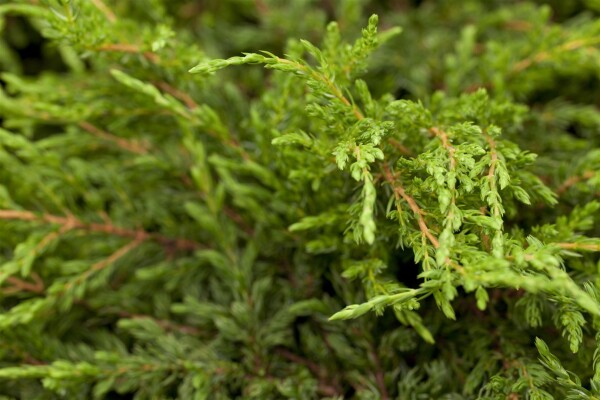 Juniperus communis Repanda 15- 20 cm