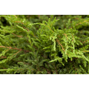Juniperus communis Repanda 15- 20 cm