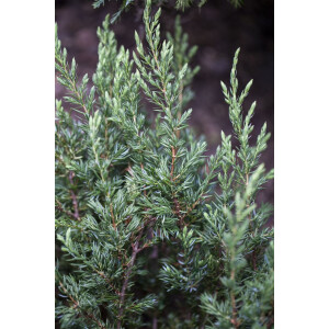 Juniperus communis Repanda 15- 20 cm