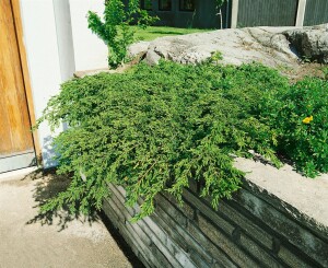 Juniperus communis Repanda 15- 20 cm