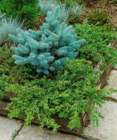 Juniperus communis Repanda 15- 20 cm