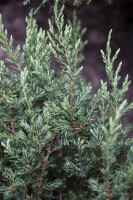 Juniperus communis Repanda 15- 20 cm