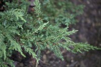 Juniperus communis Repanda 15- 20 cm