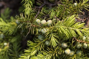 Juniperus conferta Allgold 2 L 20-  25