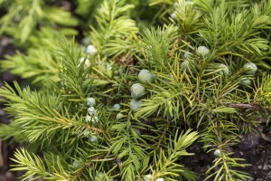 Juniperus conferta Allgold 2 L 20-  25