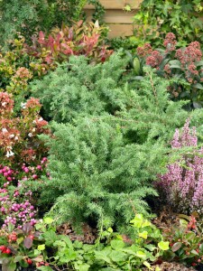 Juniperus conferta Slager C 2 20-  30