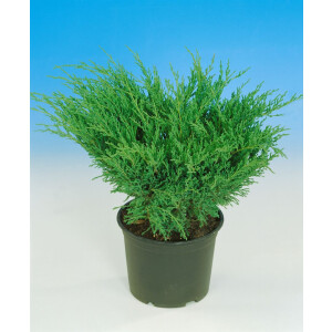 Juniperus horizontalis Andorra Compact 20- 30 cm