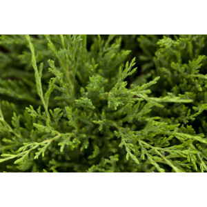 Juniperus horizontalis Andorra Compact 2L 20-  30