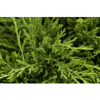 Juniperus horizontalis Andorra Compact 2L 20-  30