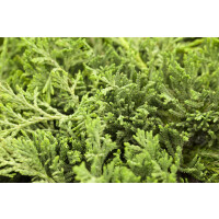 Juniperus horizontalis Glauca 20- 30 cm
