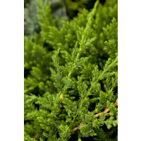Juniperus horizontalis Prince of Wales 15- 20 cm