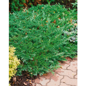 Juniperus horizontalis Prince of Wales 20- 30 cm