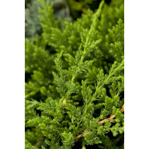 Juniperus horizontalis Prince of Wales 2L 20-  30