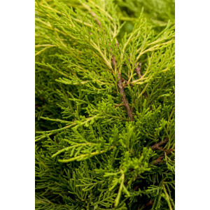 Juniperus media Old Gold 15- 20 cm