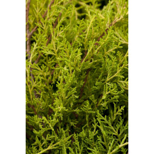 Juniperus media Old Gold 25- 30 cm