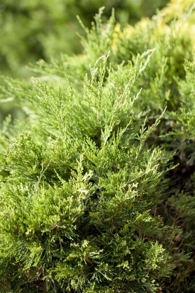 Juniperus pfitzeriana Mint Julep 15- 20 cm