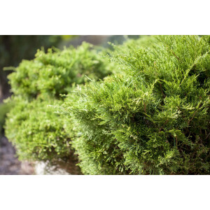 Juniperus pfitzeriana Mint Julep 15- 20 cm